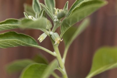 Ashwagandha-Pflanze