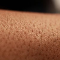 Körperbehaarung: Eigenschaften, Sinn und Zweck